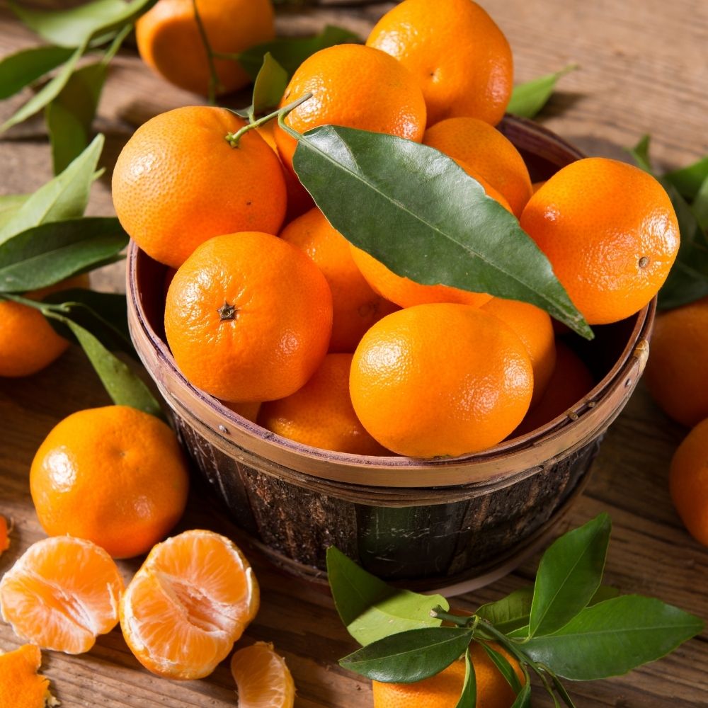Fremont Mandalina